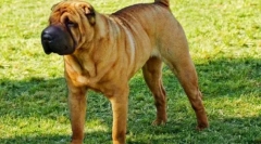 Sabey pes (photo): paskunski pes z neverjetnim videzom